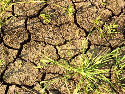 Рынок может рухнуть из-за беспрецедентной засухи в США

 - В Мире