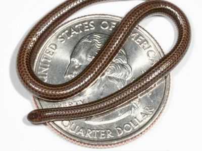 Найдена самая маленькая в мире змея - Наука и здоровье