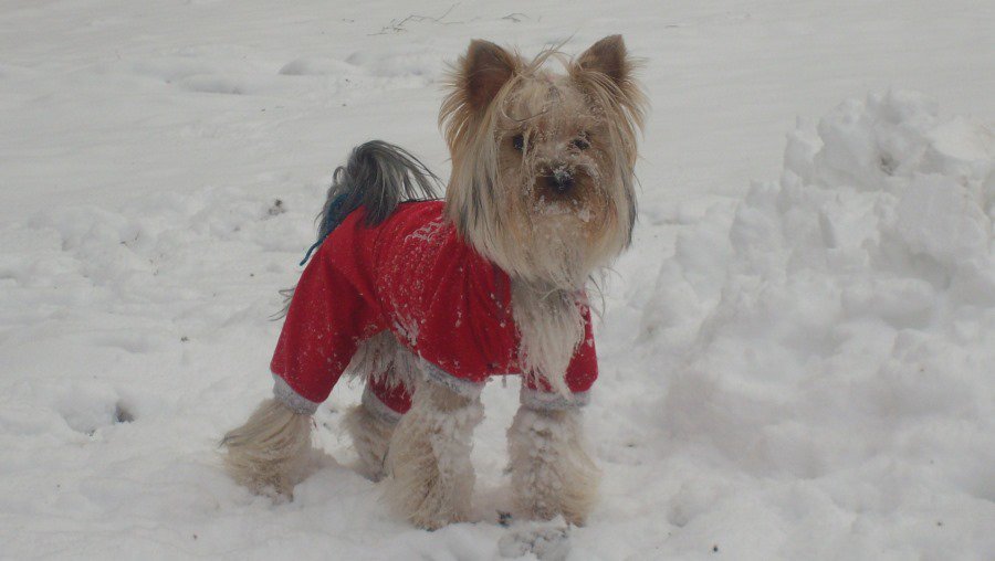 Участник №19 конкурса «Мой домашний любимец» - Конкурсы для читателей