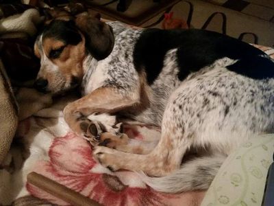 Участник № 67 конкурса «Мой домашний любимец» - Конкурсы для читателей