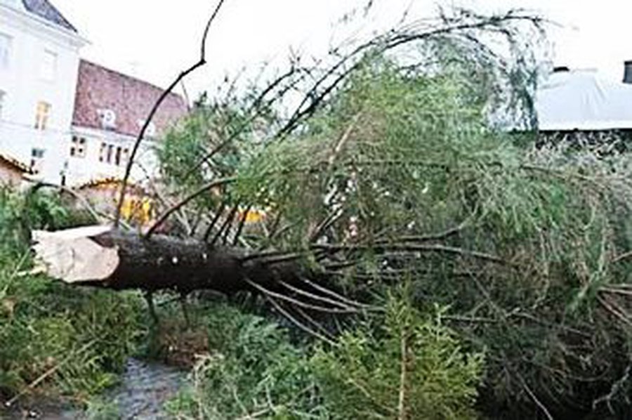 Дважды упавшую таллинскую елку решили укоротить                                 - Хобби, отдых и развлечения