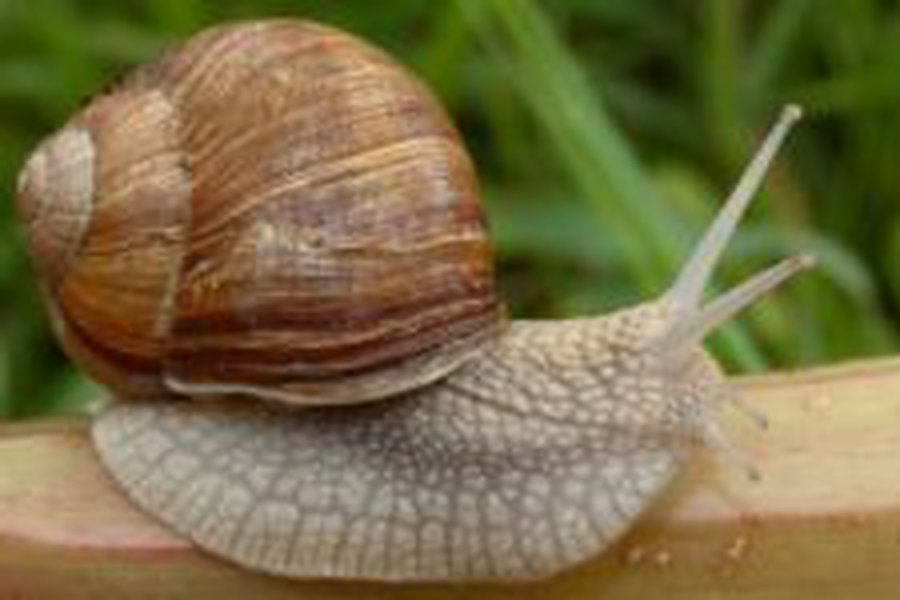 В Латвии «собрали первый урожай» съедобных улиток  - Хобби, отдых и развлечения