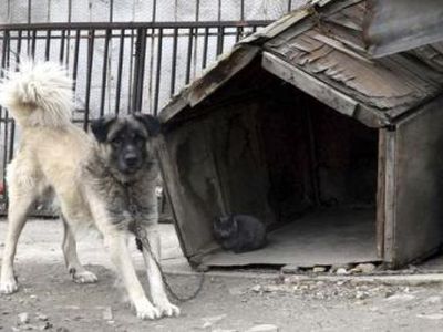 Yra gautas gyventojų skundas dėl netinkamo elgesio su gyvūnais Visagino savivaldybėje - Visagine