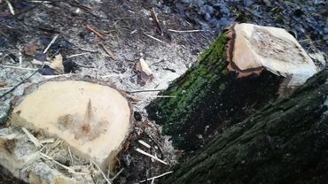 Пора выяснить, кто массово вырубает деревья в районе Тайкос, 6 – Тайкос, 8 (фотогалерея)
