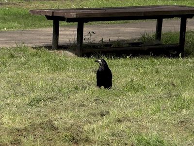 Кормить птиц и котов - запрещено правилами и опасно для здоровья (видео) - Висагинас и висагинцы