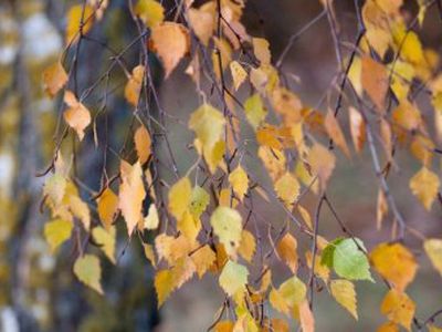 После солнечного вторника в Литву придет осень - Литва и страны Балтии