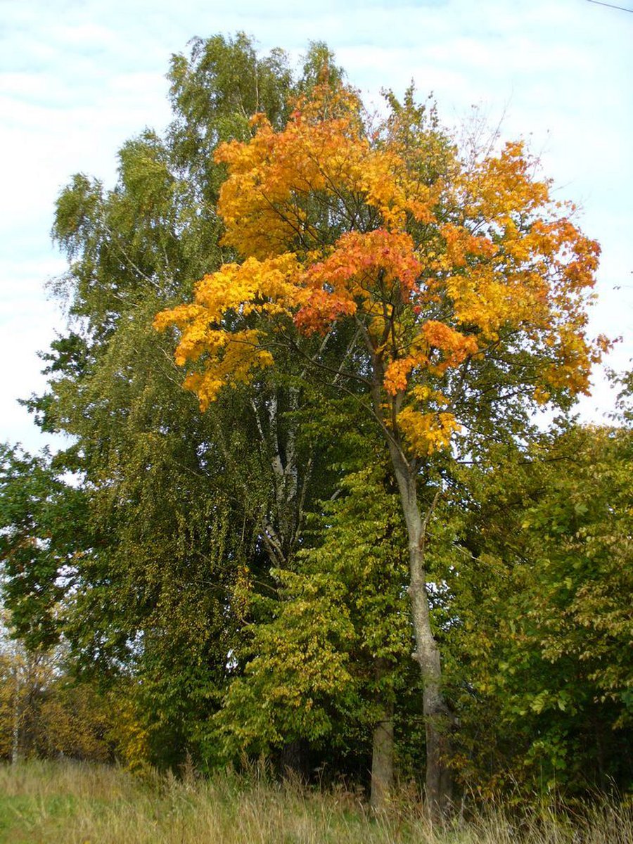 Похолодает, будут заморозки - Литва и страны Балтии