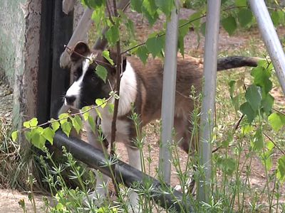 Построим всем миром - В Висагинасе