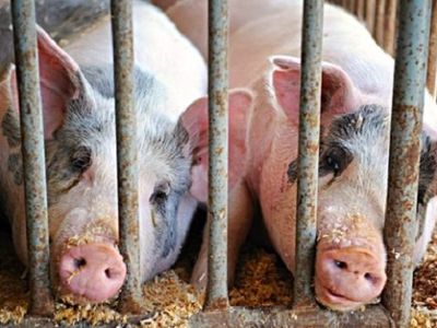 Литва попросит помощи ЕС на борьбу со свиной чумой - Литва и страны Балтии