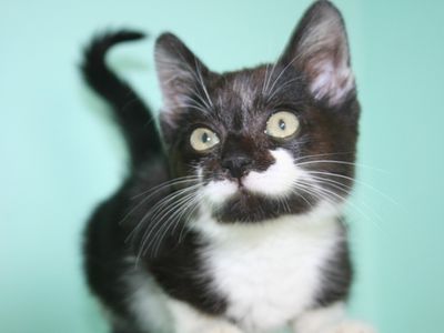 Хотим в семью! - В Висагинасе