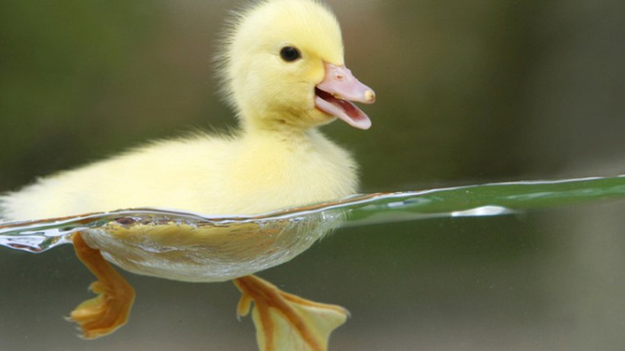 Вода в латвийских реках прогрелась до +24 градусов - Хобби, отдых и развлечения