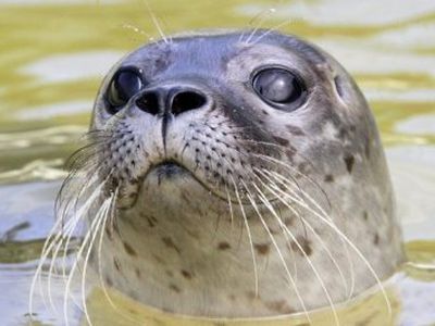 Muziejaus nauji gyventojai – ruoniukai - Kultūros ir sporto renginiai