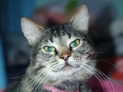 Чей кот? - Находки-пропажи