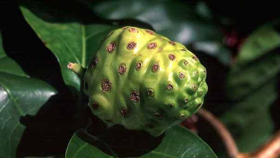 Нони: экзотическая афера с неприятным запахом - Наука и здоровье
