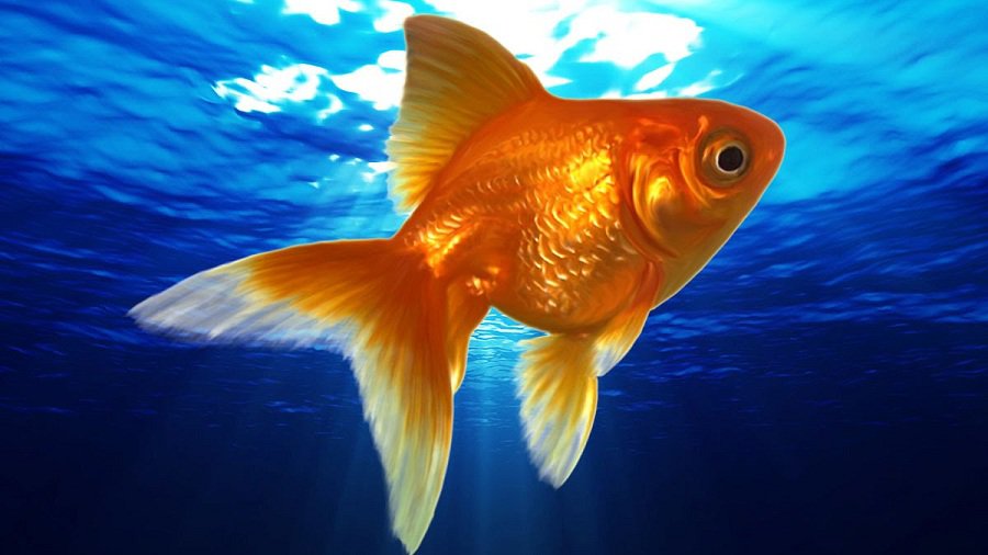 Алкоголь помогает рыбам пережить суровую зиму - Это интересно