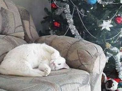 Новогодние каникулы россиян продлятся первые десять дней 2011 года  - Хобби, отдых и развлечения