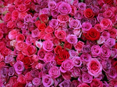 С Днем рождения, дорогая Галина Тигриевна! - Поздравления