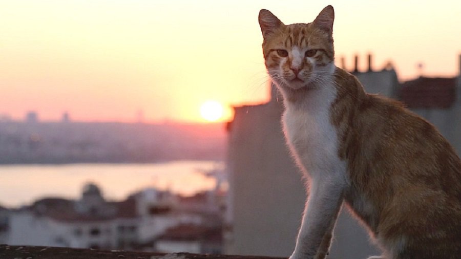 "Город кошек": фильм, который бросил вызов "Легенде о Коловрате" - Кино и искусство