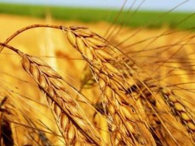 Мир на пороге новых голодных бунтов - В Мире