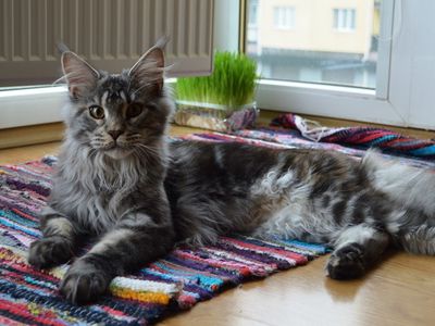 Участник № 63 конкурса «Мой домашний любимец» - Конкурсы для читателей