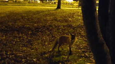 Фото дня. В Висагинасе поселились лисы