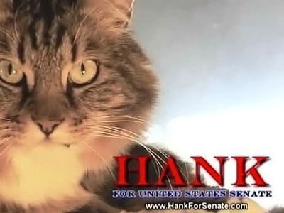 В Сенат США баллотируется кот                                 - Хобби, отдых и развлечения