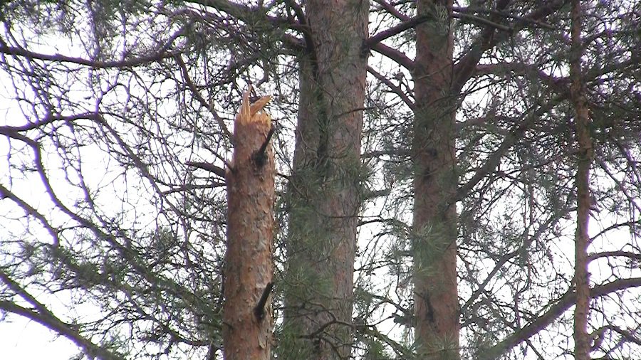 На берегу озера Висагинас деревья ломались пополам (видео) - В Висагинасе