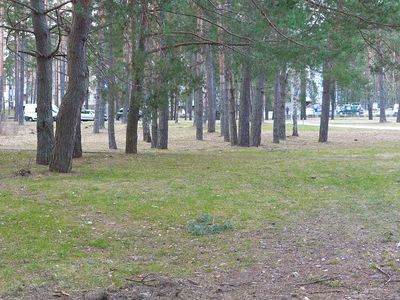 Висагинас получил долгожданную возможность самостоятельно решать проблемы упавших деревьев (видео) - В Висагинасе