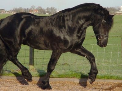 Консервы с примесью конины обнаружили в Литве - Литва и страны Балтии