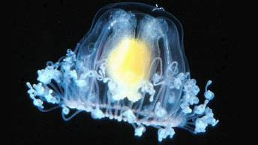 Найдено бессмертное живое существо - Наука и здоровье