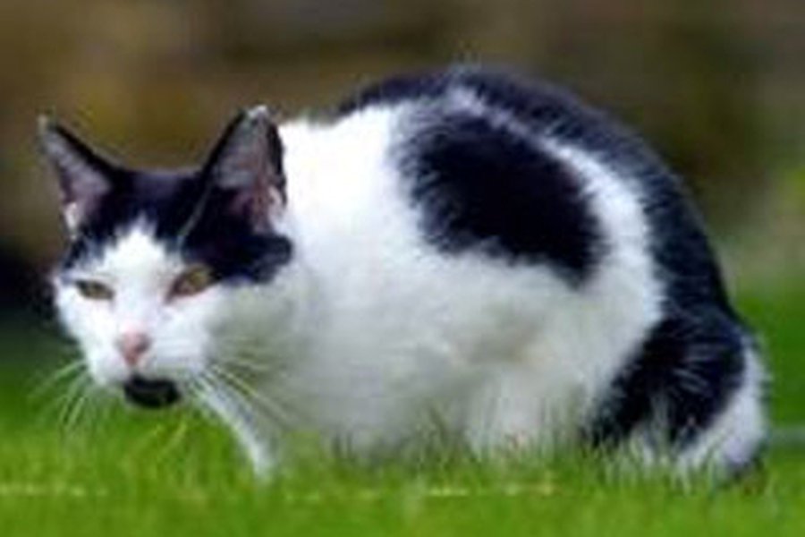 Почтальоны в британском Лидсе отказались обслуживать один из домов из-за агрессивного кота - Хобби, отдых и развлечения