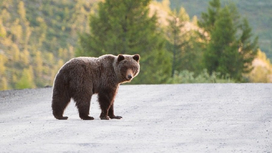 ABC: в США три человека погибли в ДТП с участием медведя - В Мире