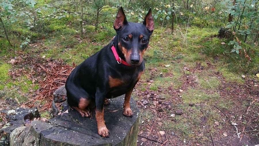 Участник №1 конкурса «Мой домашний любимец» - Конкурсы для читателей