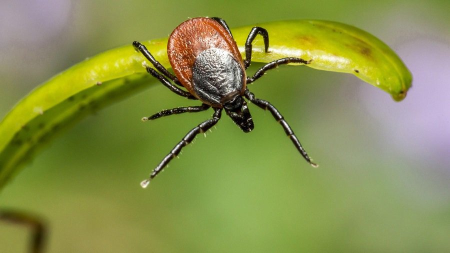 Осторожно, клещи! - В Висагинасе