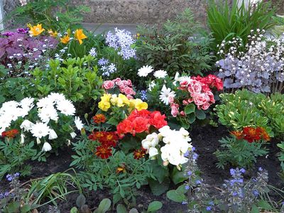 О цветниках, посадке деревьев и кустарников - В Висагинасе