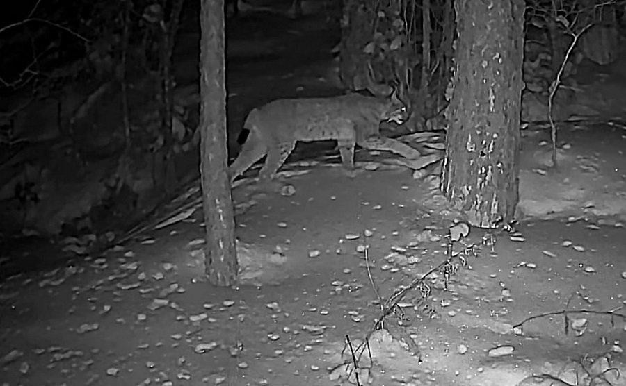 Почему дикие животные всё чаще появляются в населённых пунктах: разъяснение служб охраны природы (видео) - В Висагинасе