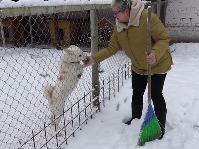 А. Ляхович: "Висагинский приют для бездомных животных - на грани банкротства" (видео) - В Висагинасе