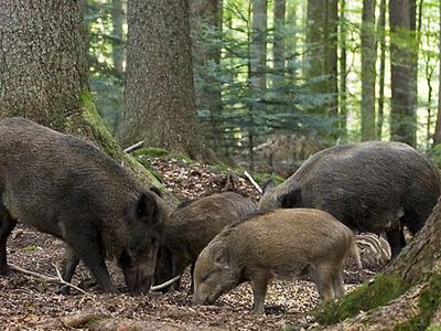 Литовская и польская свинина в России под запретом  - Литва и страны Балтии