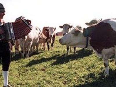 Музыка для коров - Культурные и спортивные мероприятия