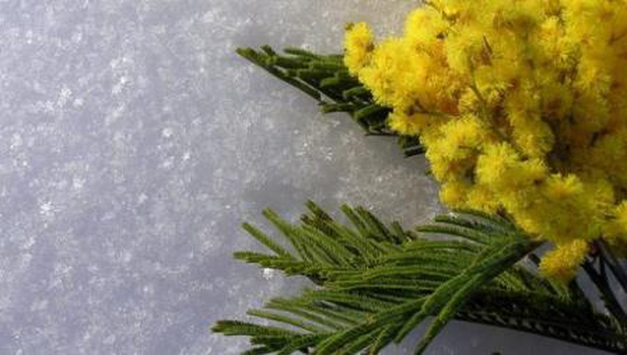 С Международным женским днем! - Новости TTS