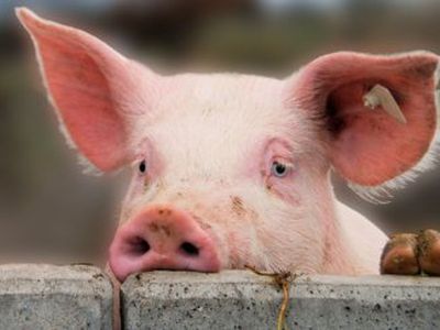 Латвийский чиновник: Литва в деле Krājbanka повела себя по-свински                                                                                     - Литва и страны Балтии