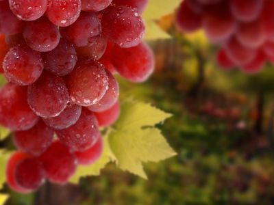Виноград защищает зубы от разрушения - Наука и здоровье