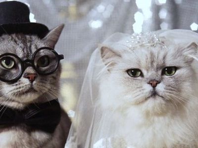 Шантажируя разводом, жена заставила мужа оплатить свадьбу своей кошки - Хобби, отдых и развлечения