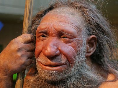 Живые «мини-мозги» неандертальцев расскажут, что делает наш мозг особенным - Это интересно