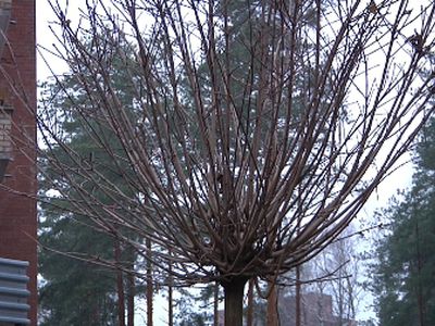 На аллее Седулинос высажены деревья - В Висагинасе
