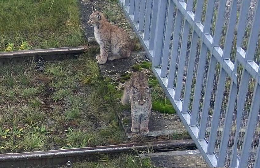 В поле зрения камер видеонаблюдения ИАЭС попали необычные нарушители