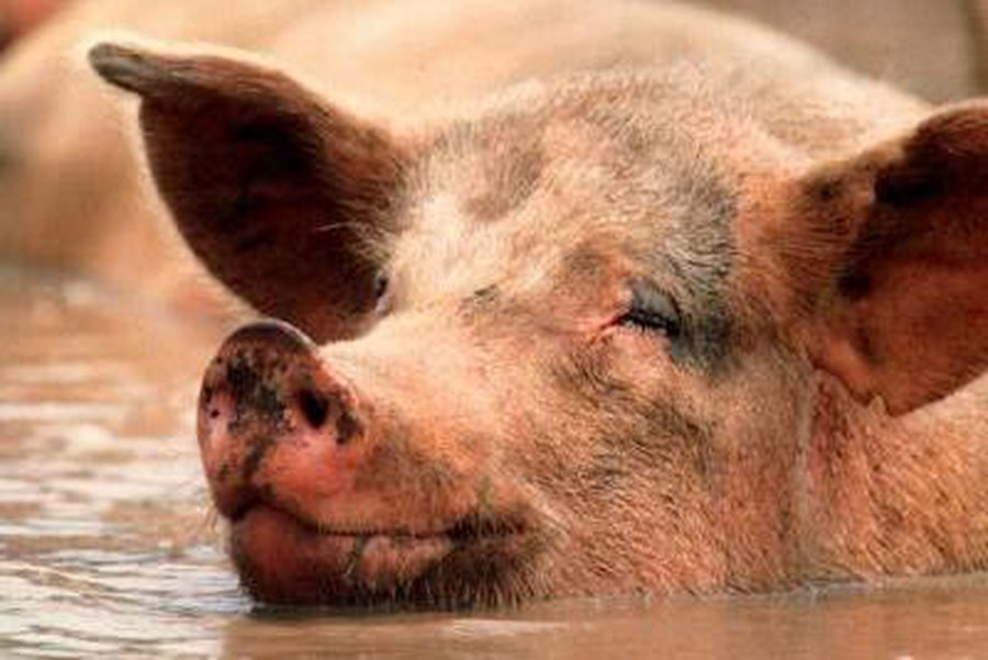 11 важных «научных» открытий 2011 года                                                                                                 - Наука и здоровье