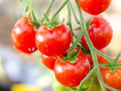 Помидоры снижают риск инсульта - Наука и здоровье