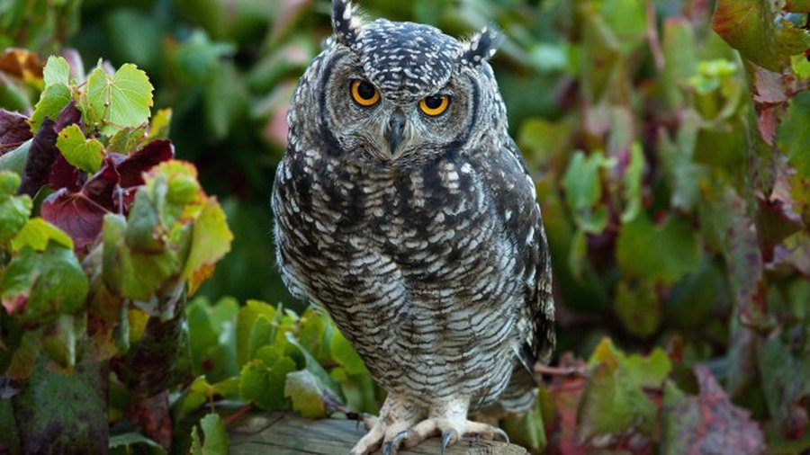 В Европе стало больше диких животных и птиц - Литва и страны Балтии