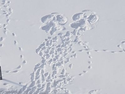 Поздравляем победителя конкурса «Что бы это значило?» - Конкурсы для читателей